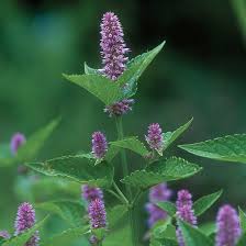  How to: Foraging for Summer Edibles 14 - Anise Hyssop 