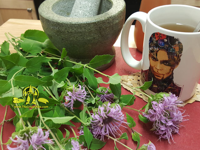  How to: Make Herbal Infusions or Teas: Featuring Wild Bergamot  