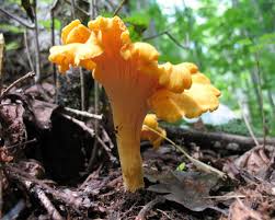 How to: Forage for Summer Edibles 17 - Chanterelles & Other Fungi 