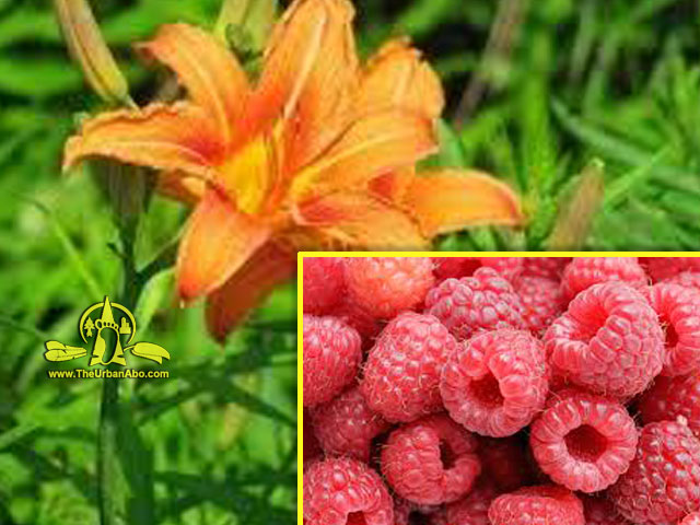  How to: Forage for Summer Edibles 15 - Daylilies & Wild Raspberries 