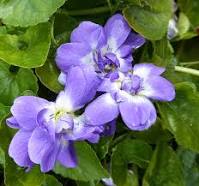  How to: Forage for Spring Edibles 1 - Featuring Sweet Violets (Viola odorata) 