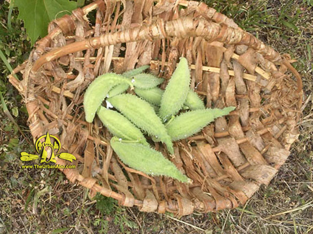  How to: Foraging with The Urban-Abo: Summer Edibles 16 - Milkweed Pods 