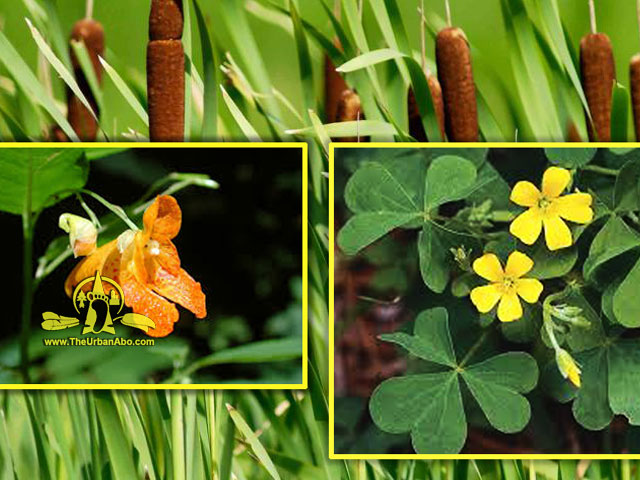  How to: Forage for  Spring Edibles 6 - Featuring Cattails, Yellow Sorrel, & Jewel Weed 