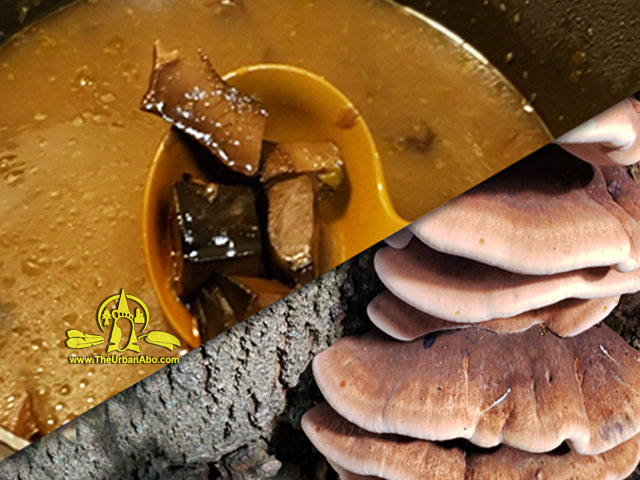  How to: Identify, Cook & Eat the Resinous Polypore (Ischnoderma resinosum): Making a Mushroom Broth w/ The Urban-Aboriginal  