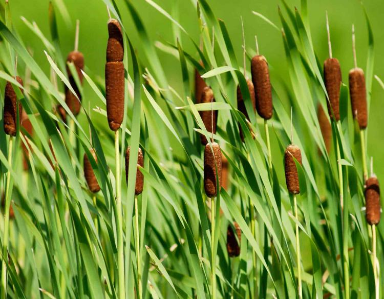  How to: Foraging for Spring Edibles 7 - Featuring Cattails (Typha latifolia) 