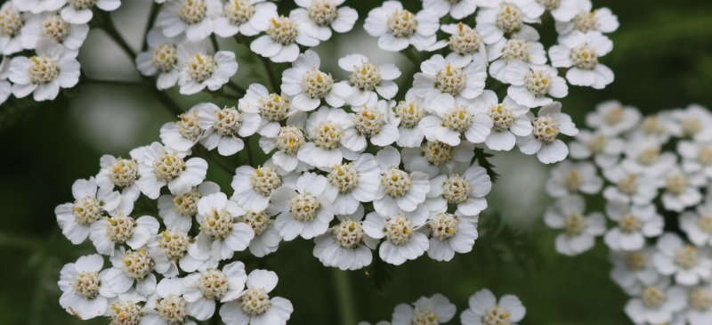  How to: Foraging for Spring Edibles 11- Yarrow (Achillea millefolium) 